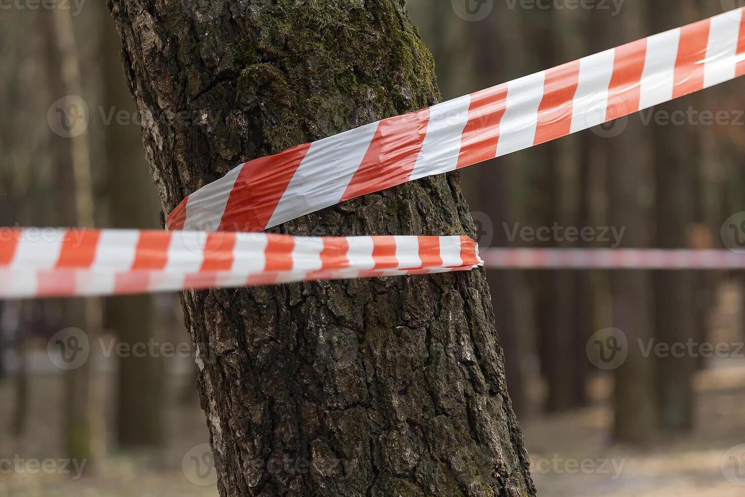 Wide white and red ribbon band tied to a tree trunk photo