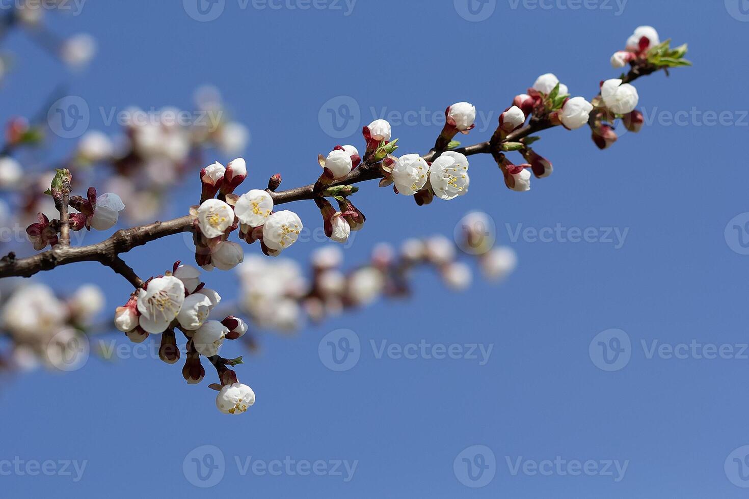A branch of a flowering tree against the background of the sky. Springtime photo