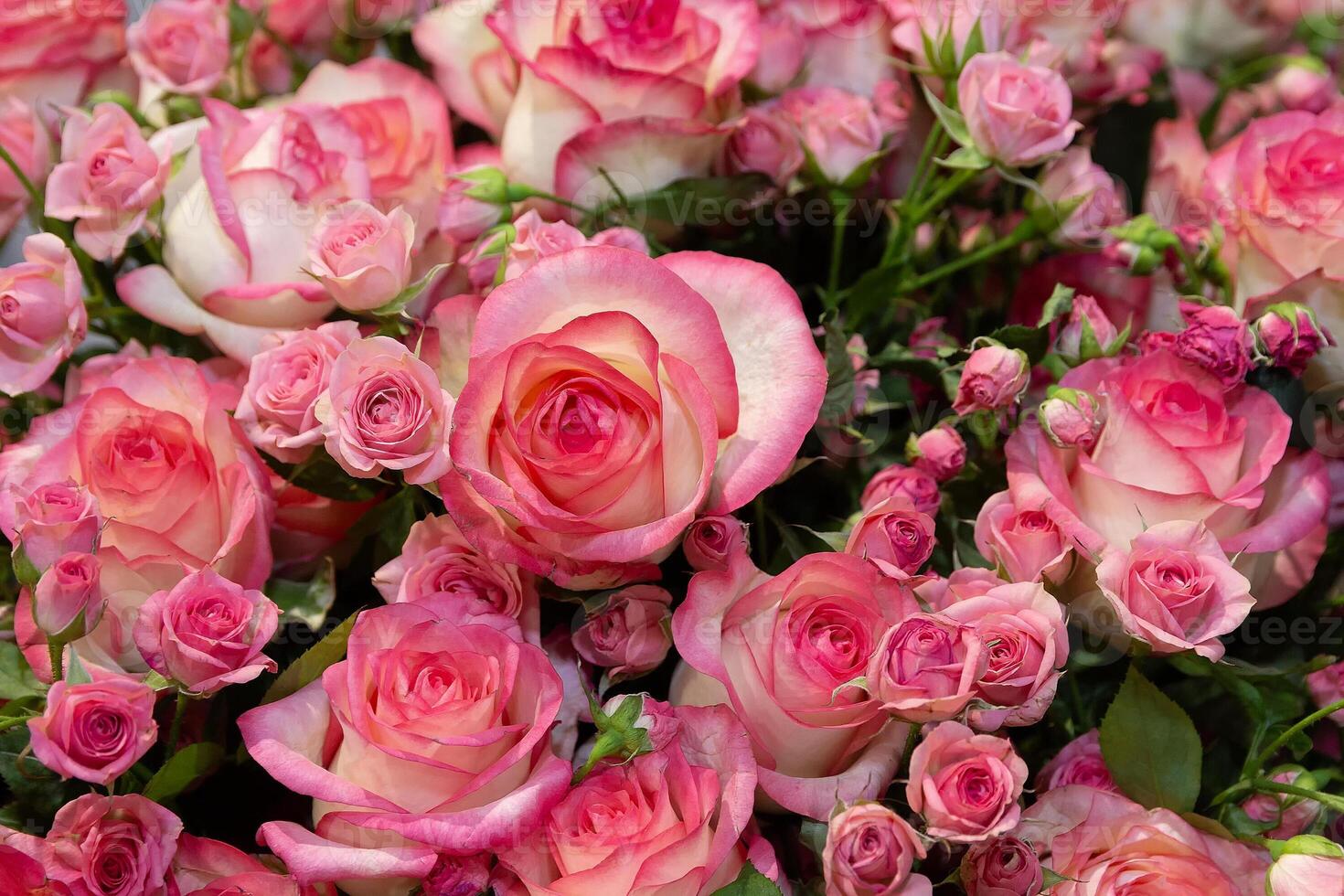 Fresh pink roses in close-up photo