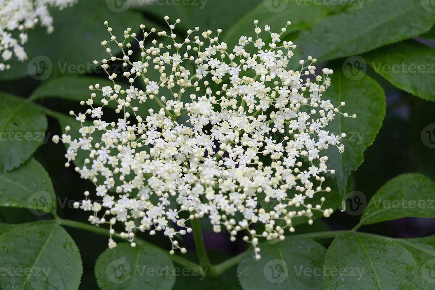 Inflorescence of black elder photo
