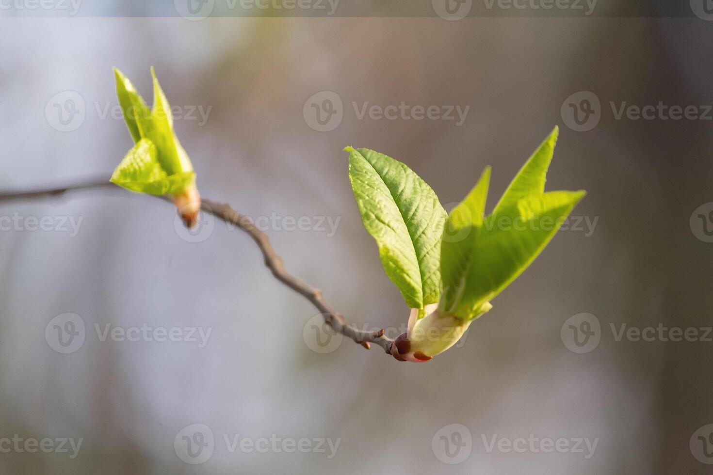 New leaves on a tree branch spring photo