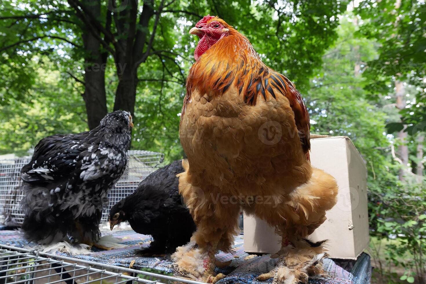 Rooster of the Light Brahma breed in the agricultural market photo