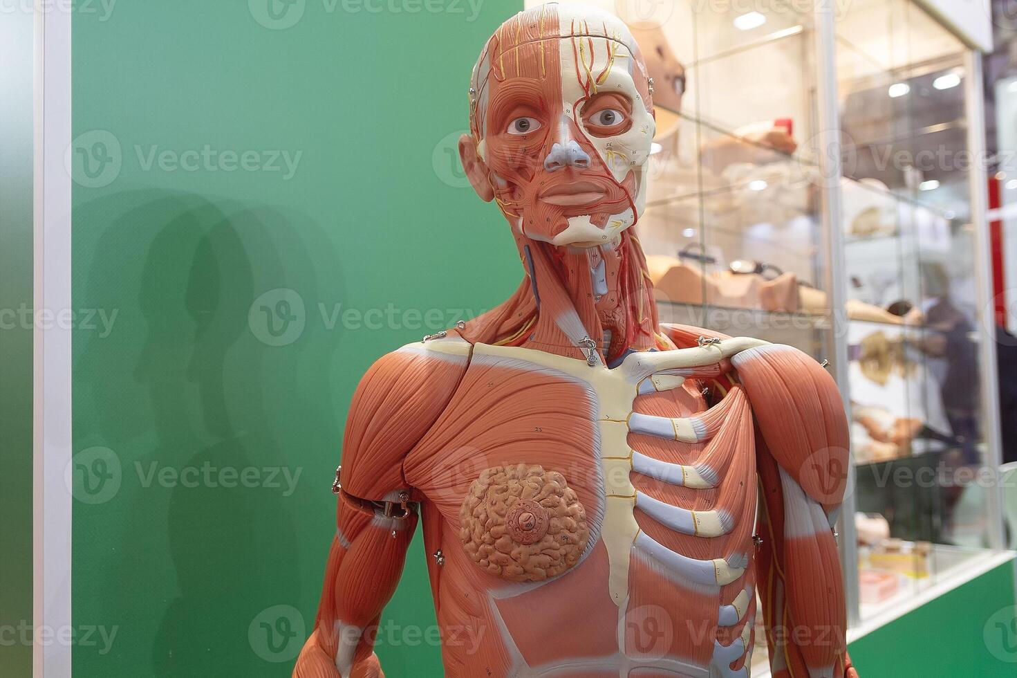 Human internal organs mannequin photo