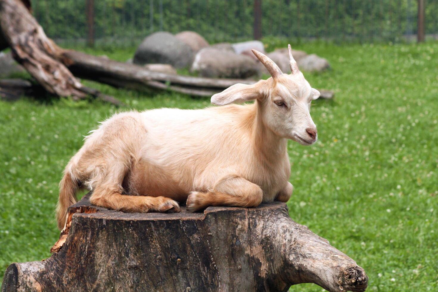 Outdoor recreation, a goat on a stump. photo