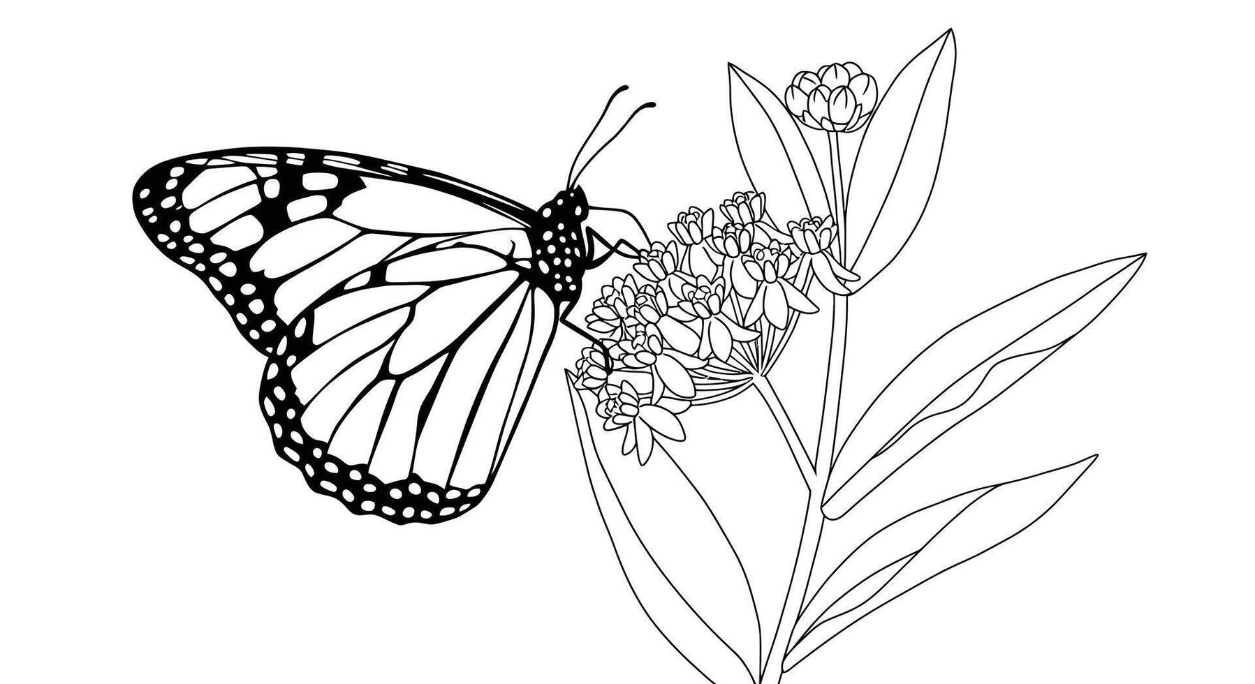 Monarch butterfly coloring pages for kids vector