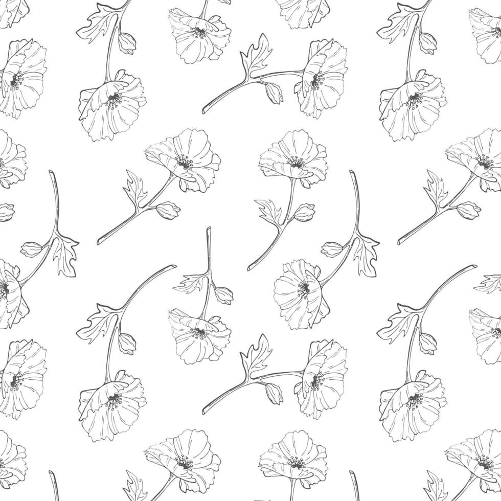 Poppy flowers pattern, contour sketch drawing, on white background. vector