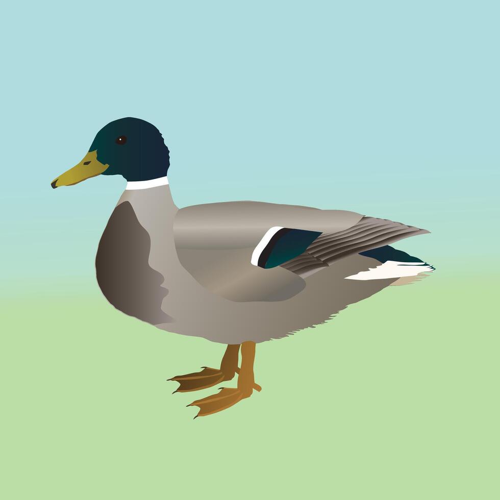 An illustration of a male wild duck vector