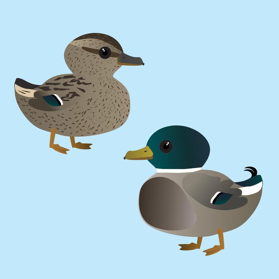 Cute mallard couple vector