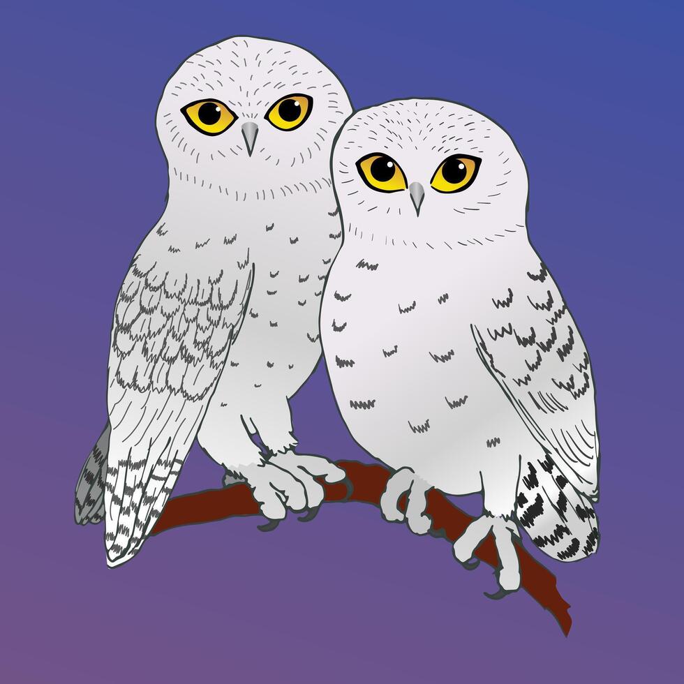 An illustration of two cute snowy owls sitting cozy close together. vector