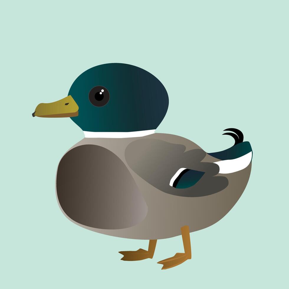 Cute male mallard vector