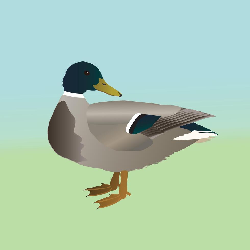 An illustration of a male wild duck or mallard vector
