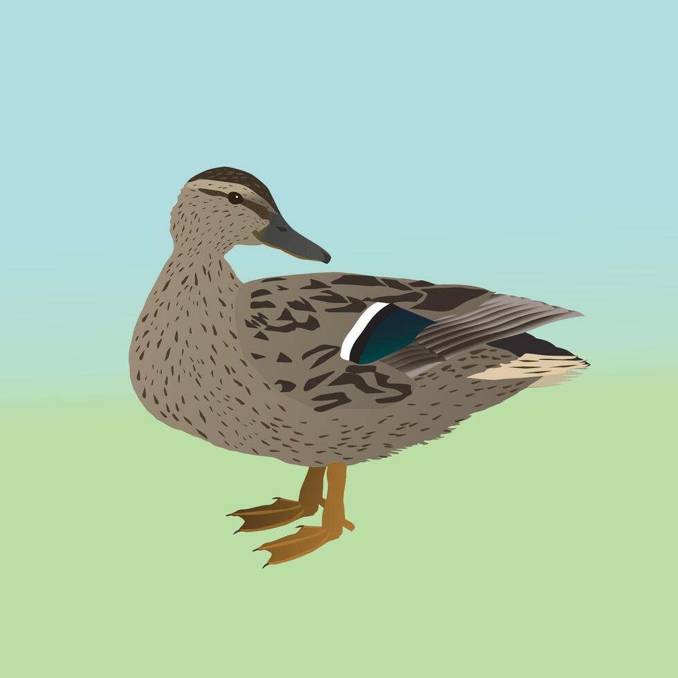 An illustration of a female wild mallard vector