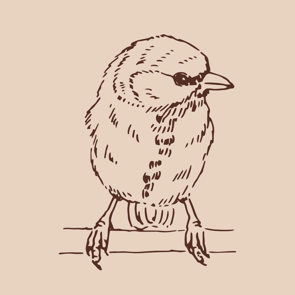 Titmouse. bird. Hand drawn illustration vector