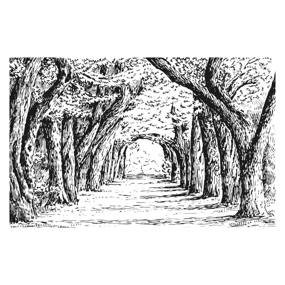 Alley in the park. Hand drawn illustration. vector