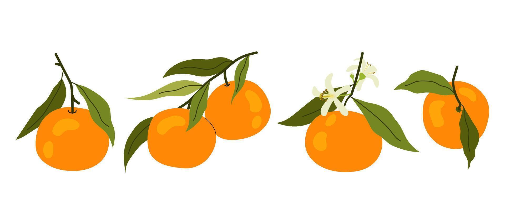 Set flat illustrations ripe tangerine on white background. Citrus orange fruit with green leaves. Mandarin on branch vector