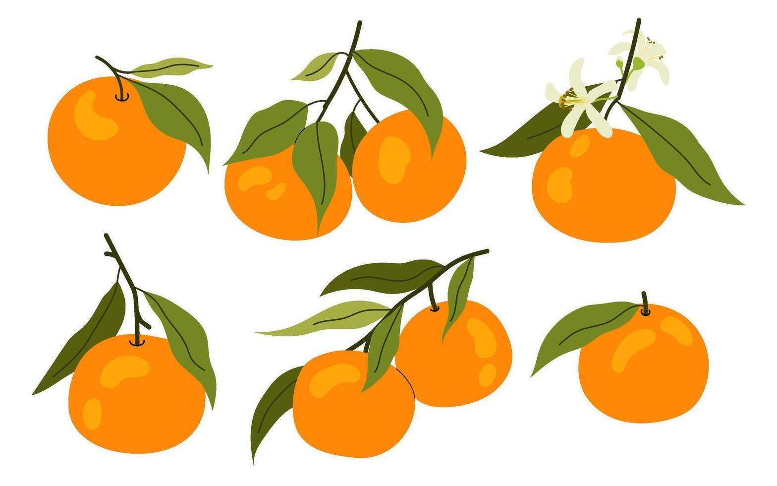 Set tangerine on branch. Citrus fruit with green leaves. Summer tropical fruit. Mandarin tree. Flat illustrations ripe mandarin. vector