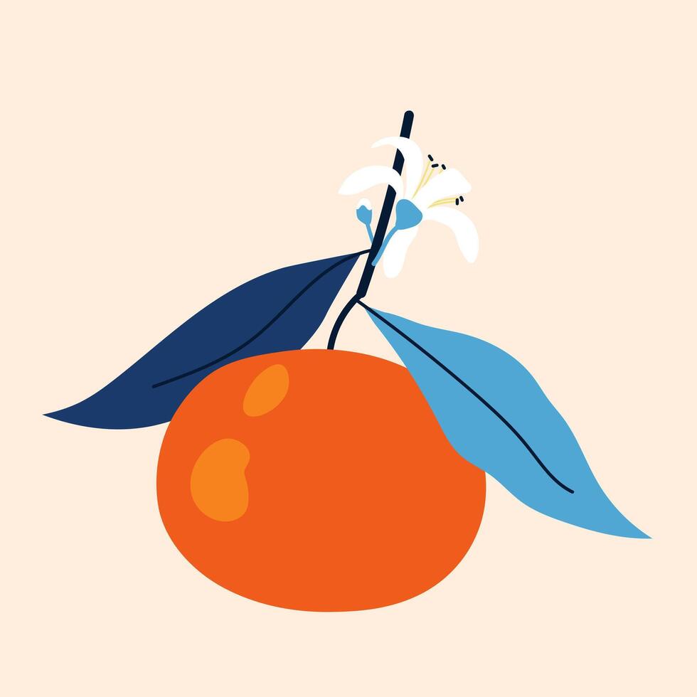 Ripe tangerine on branch with flowers and blue leaves. Citrus orange fruit. Aromatic sweet tangerine on beige background. vector