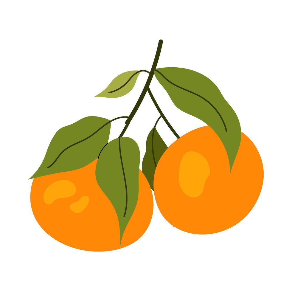 Citrus orange fruit. Ripe tangerine on twig. Aromatic sweet tangerine with green leaves. Flat illustration on white background. vector