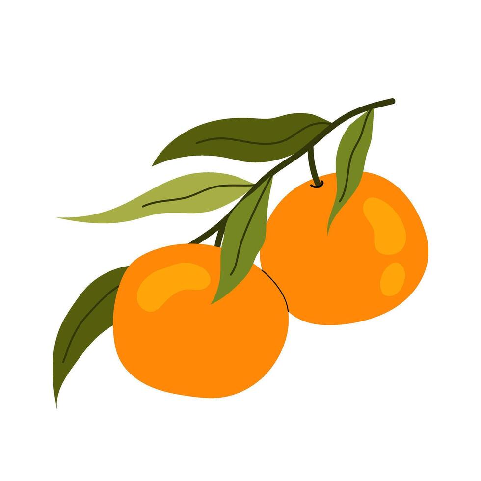 Aromatic sweet tangerine with green leaves. Ripe tangerine on branch. Citrus orange fruit. Flat illustration on white background. vector