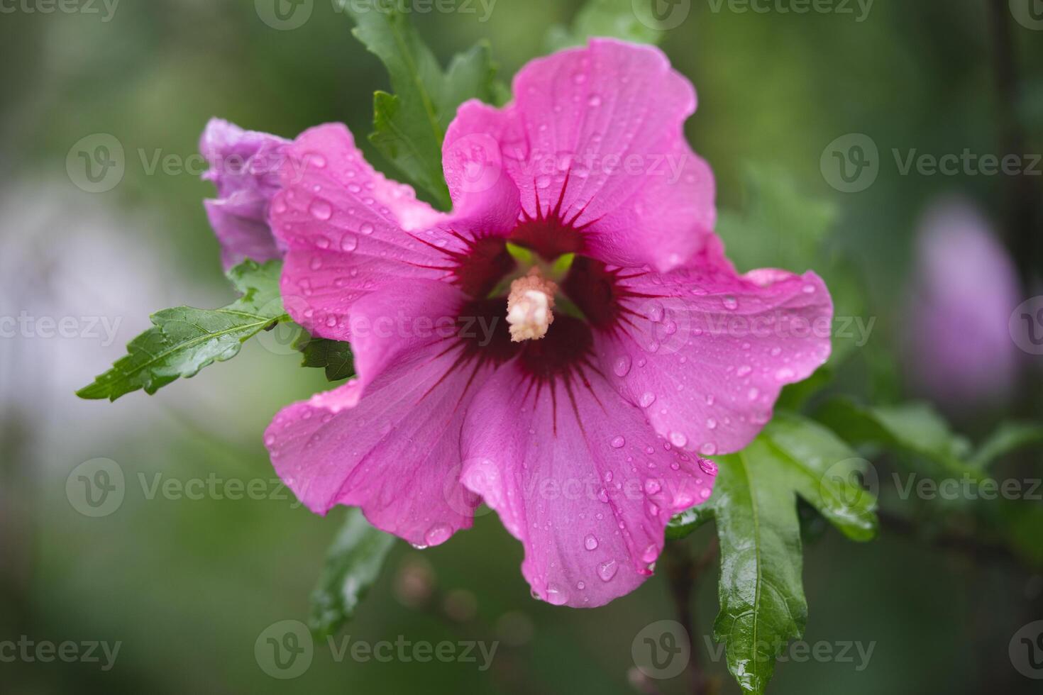 a beautiful purple hibiscus flowers on a bush photo