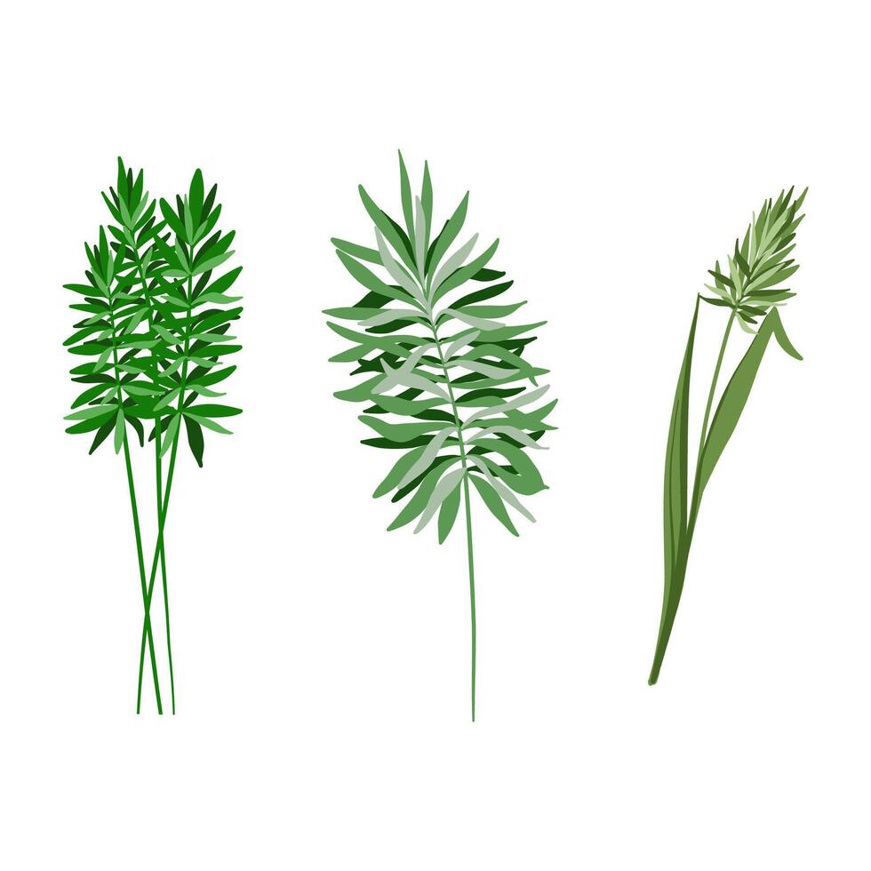 Three reed plants with long stems isolated on white background vector