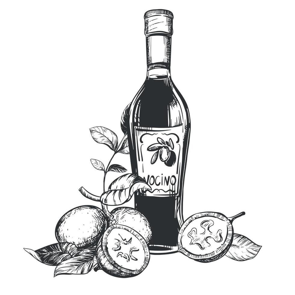 Walnut composition in engraving technique. Unripe walnut seeds whole and halves, leaves and branches. bottle of Italian liqueur Nocino. Linear sketch in black ink on white background. vector
