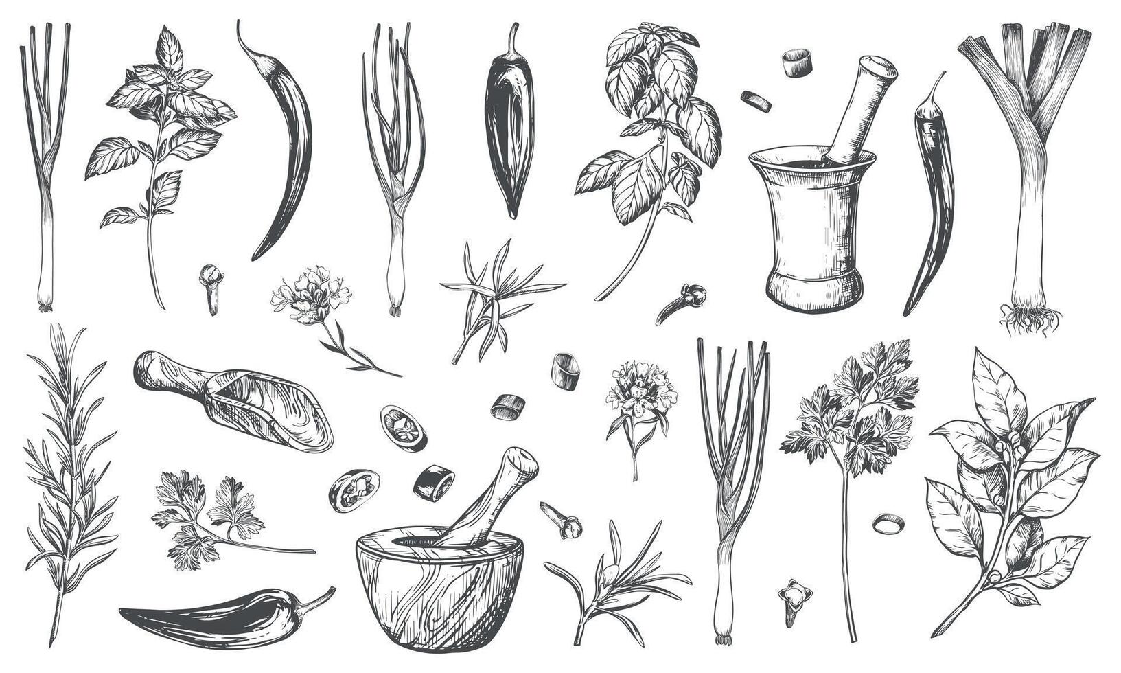 Set of spices, engraving style. Basil, onion, leek, bay leaf, rosemary, thyme, chili, paprika, chilli, garlic, cloves, parsley and herb mortar. Kitchen herbs linear sketch vector