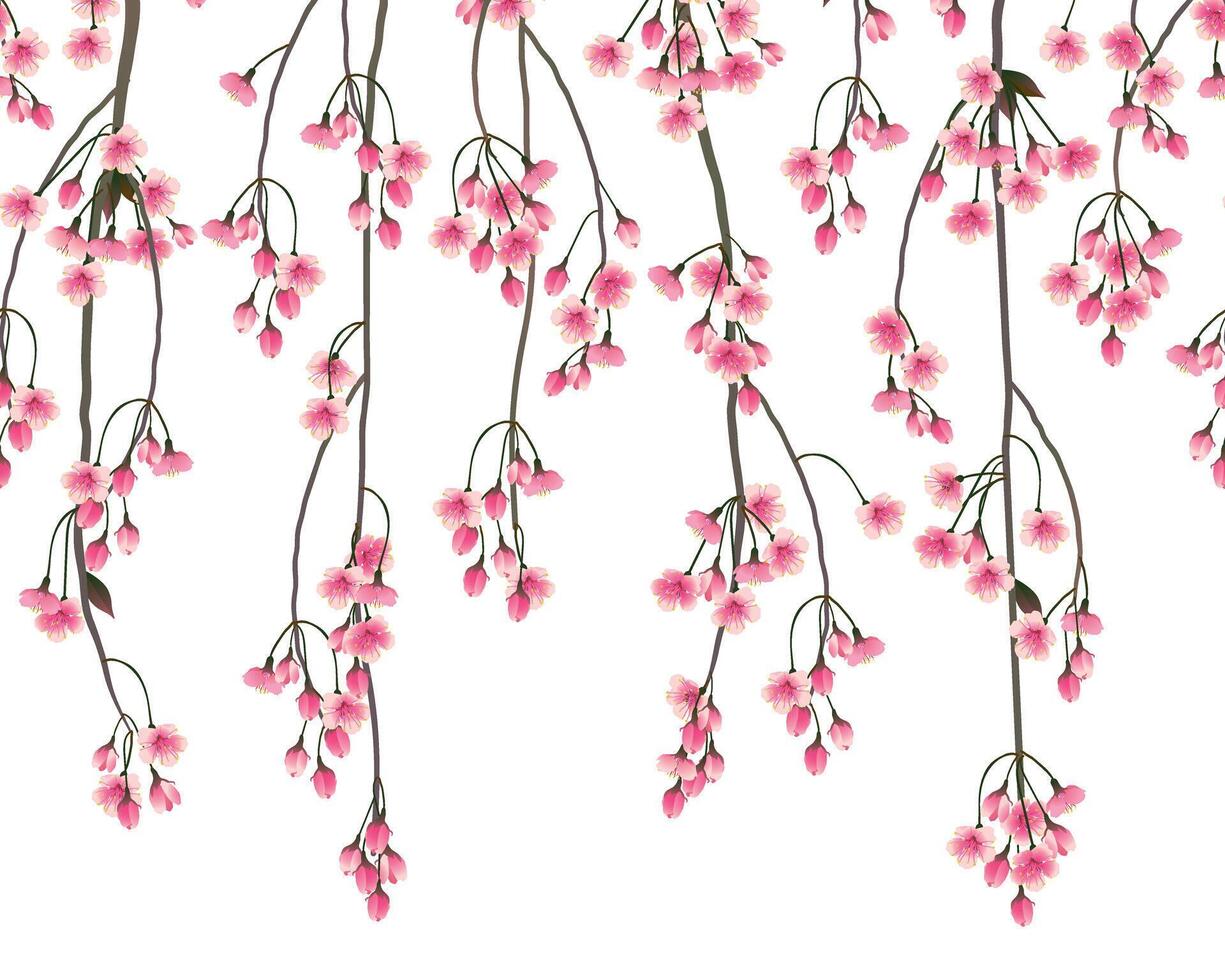 Shidare zakura blossom branches on white background. Seamless pattern with hanging sakura branches. Pink spring Japanese cherry blossoms during Hamami festival. vector