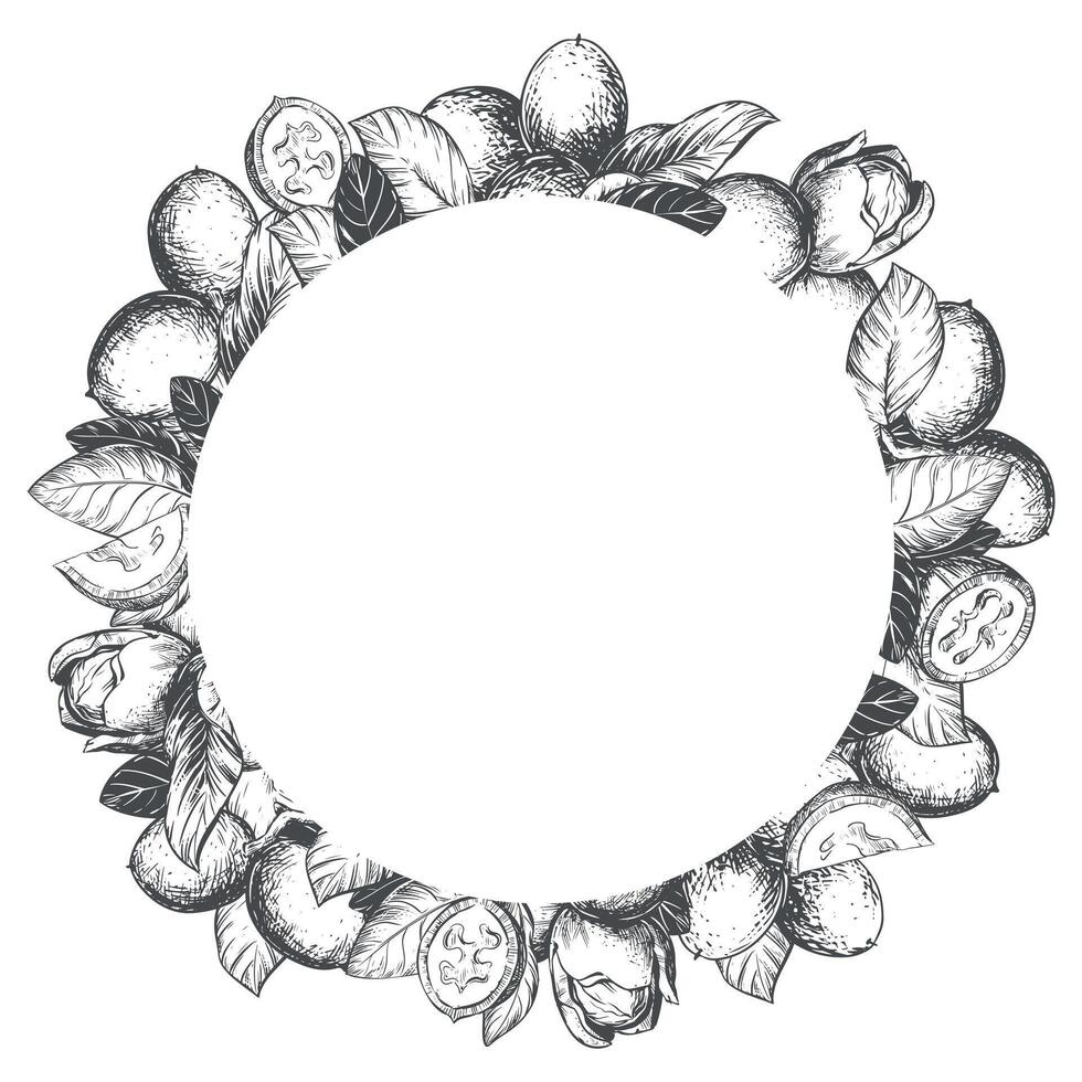 round frame made of walnut in engraving technique. Unripe walnut seeds whole and halves, leaves and branches in a wreath. Design for Nocino liqueur. Line sketch in black ink. vector