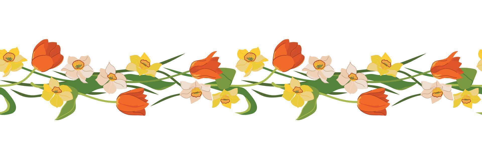 Beautiful seamless border of tulips and daffodils isolated on white background. Red, yellow and white spring flowers, Mother's Day gift. Colorful illustration in flat style. vector