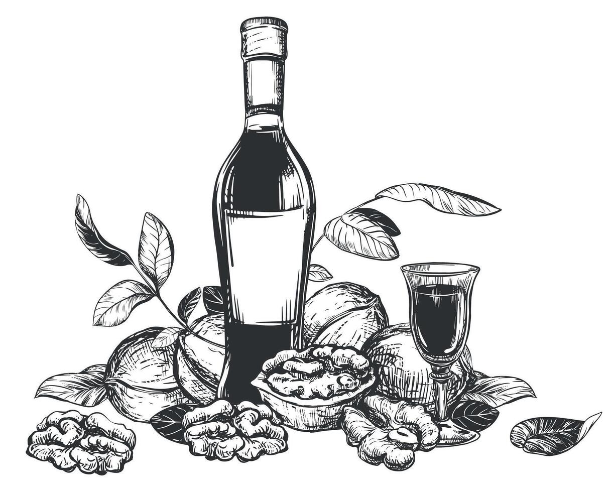 Walnut liqueur in engraving technique. Ripe walnut seeds whole and halves and leaves. Bottle of walnut liqueur, glass with aperitif. Linear sketch in black ink on white background. vector