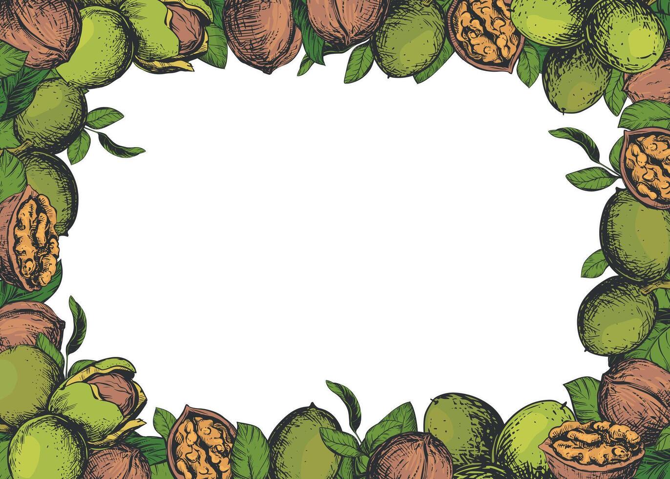 Rectangular horizontal frame made of walnuts with space for text. sketch of nut paste, liqueur, oil. Walnuts whole and peeled kernels, leaves. Linear drawing in color engraving technique. vector