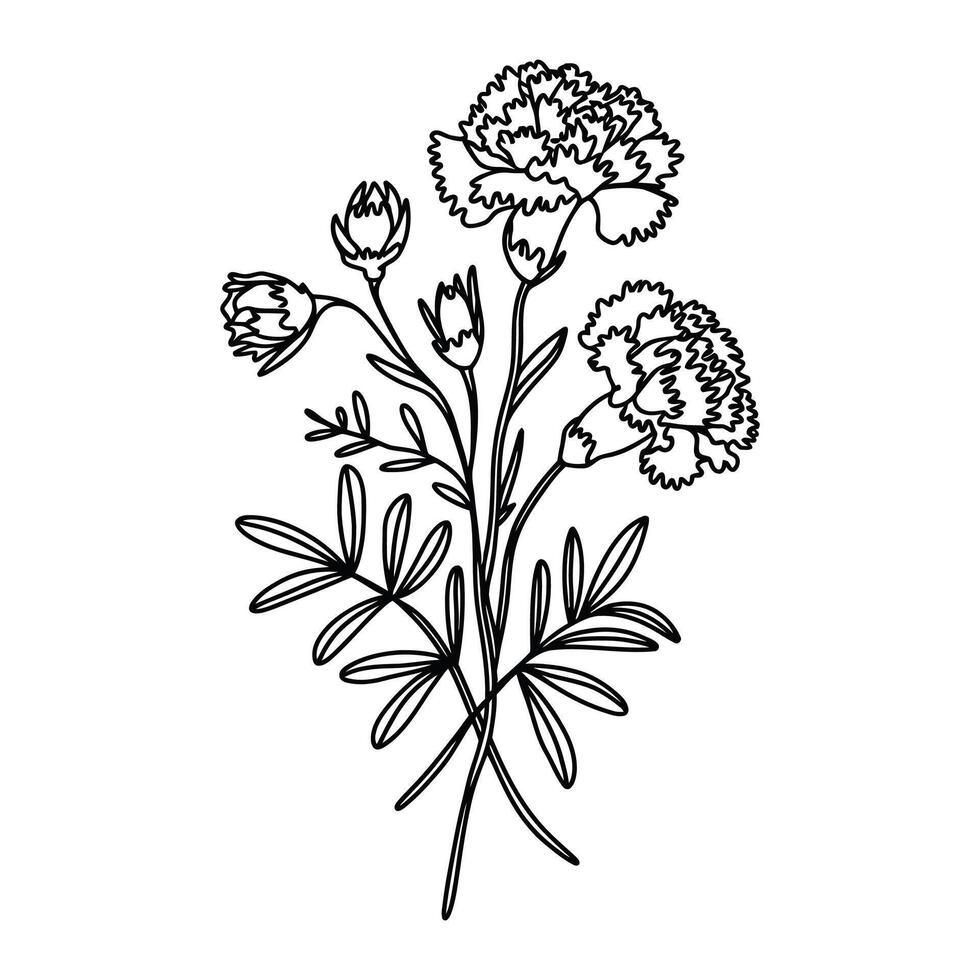 Elegant Carnation Flower Illustration for Botanical and Floral Designs vector