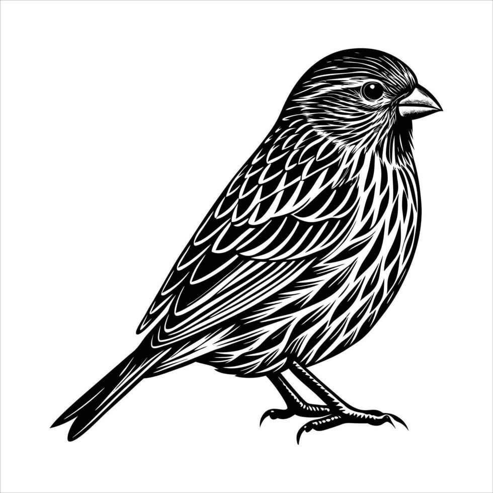 Bold Birch Bird Illustration vector