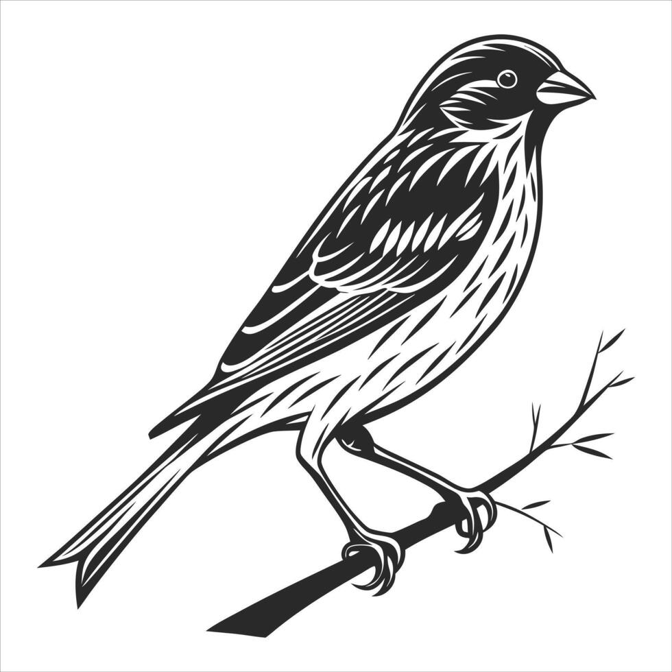 House Finch Bird. vector