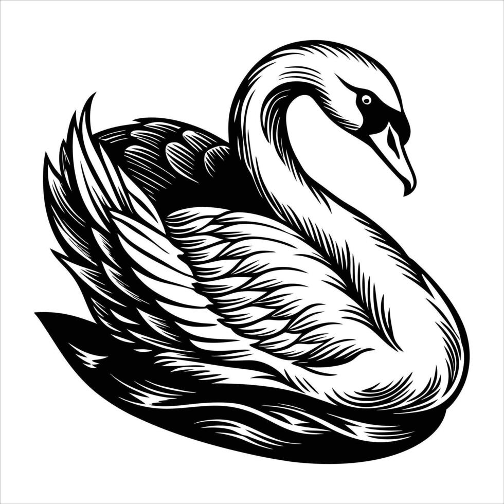 Swan Preening Royalty vector