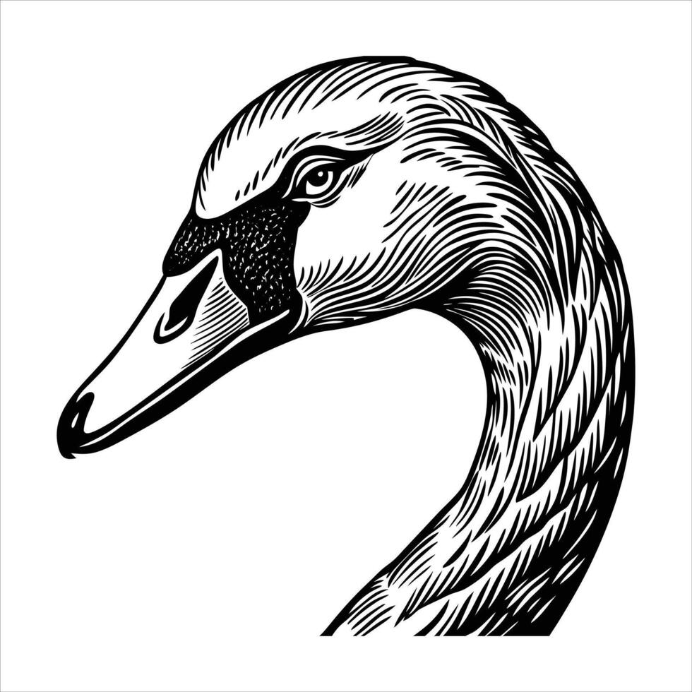 Mute Head Shot Swan vector