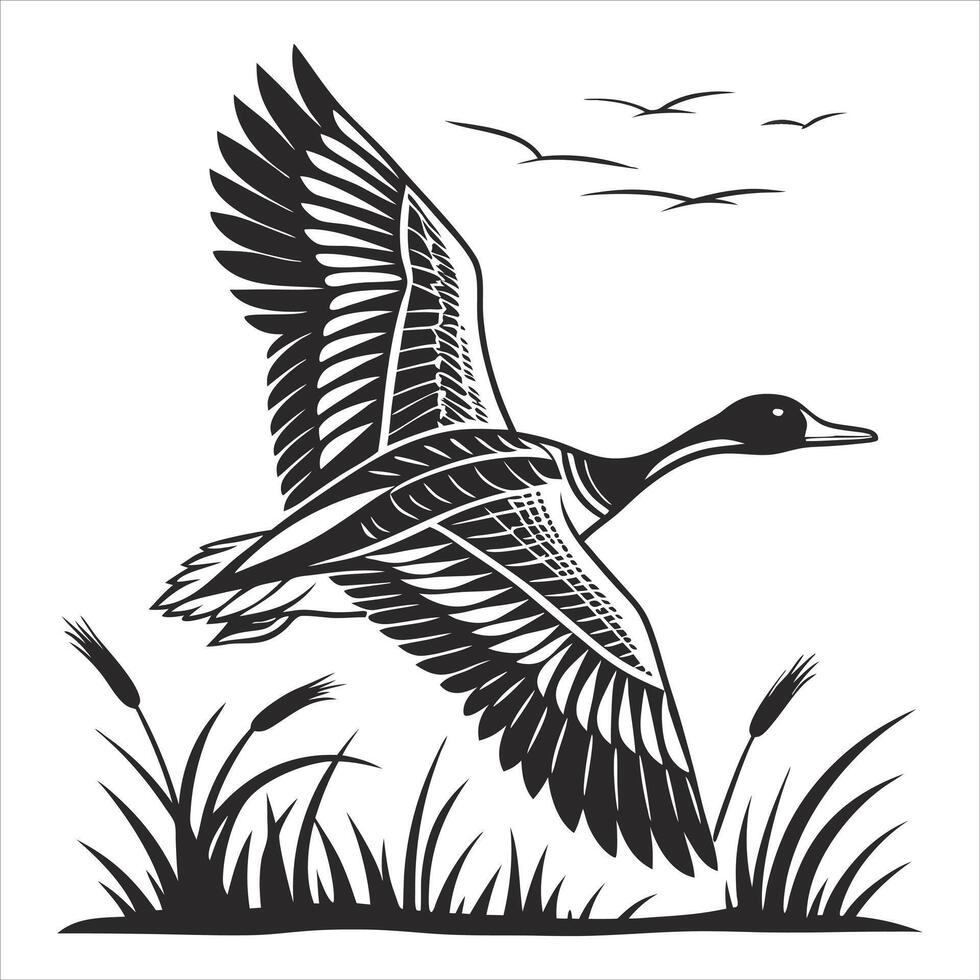 Pintail Ducks Stock vector
