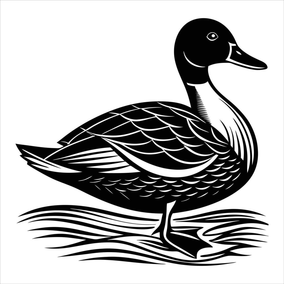 Northern Pintail clean vector