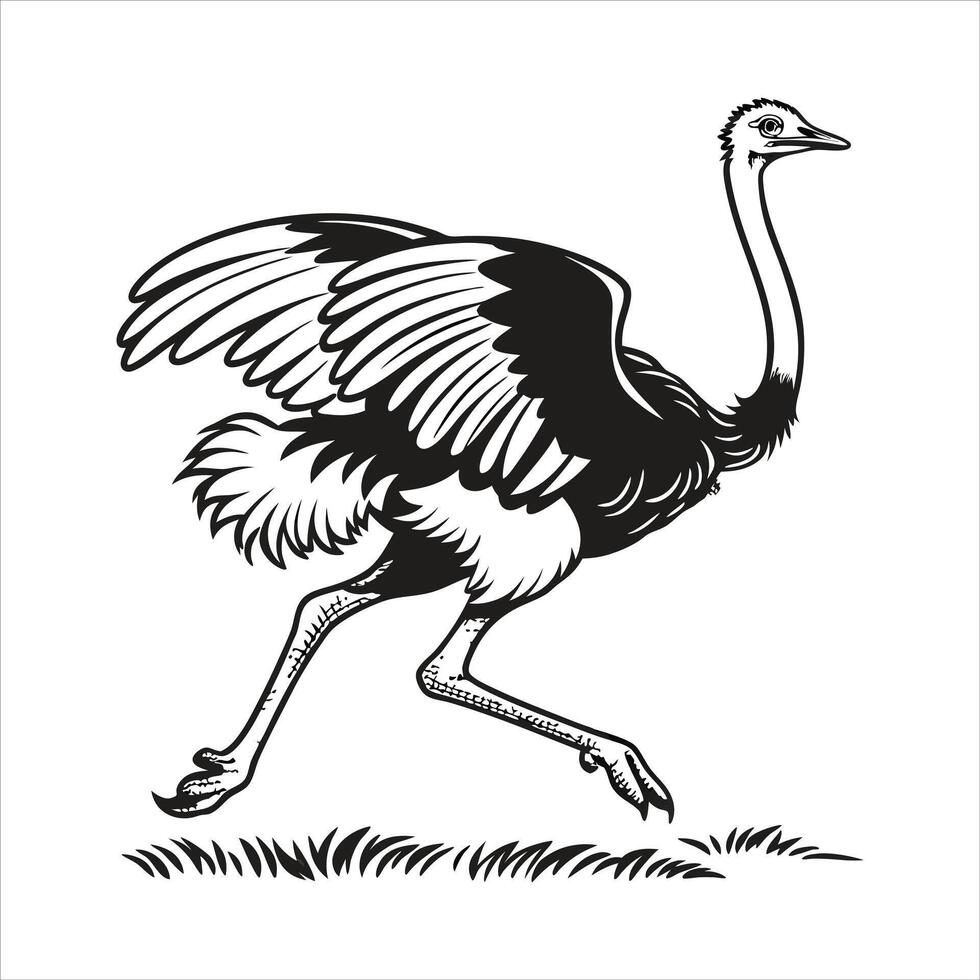 Dawb Ostrich Khiav vector