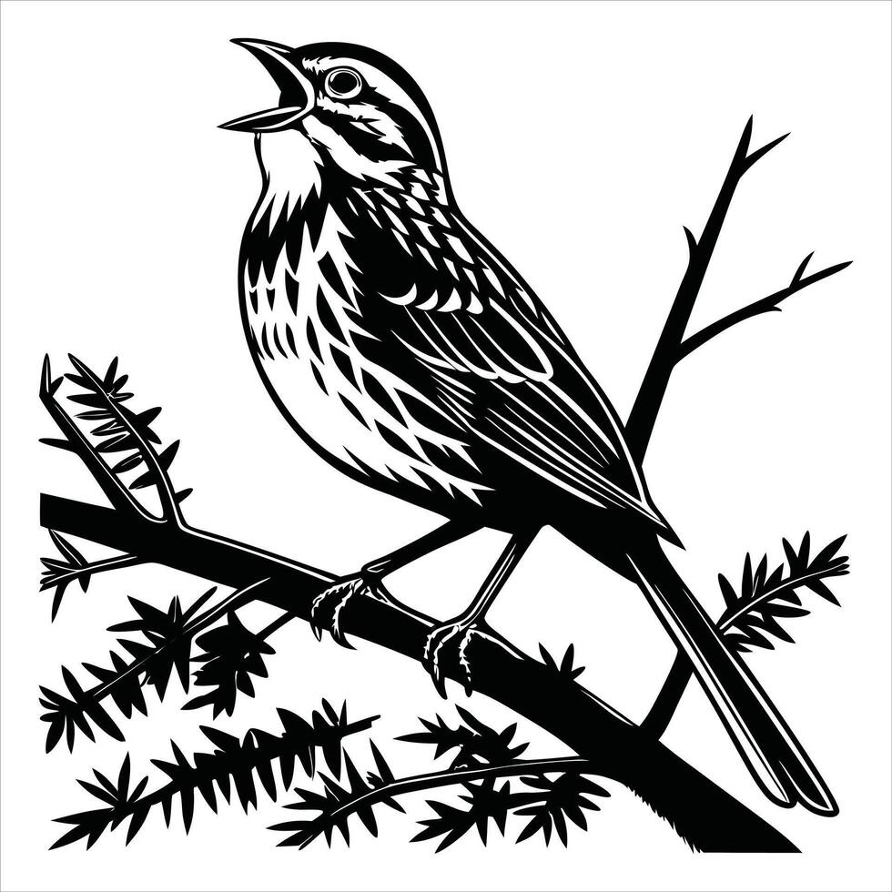 Song Sparrow Illustration vector