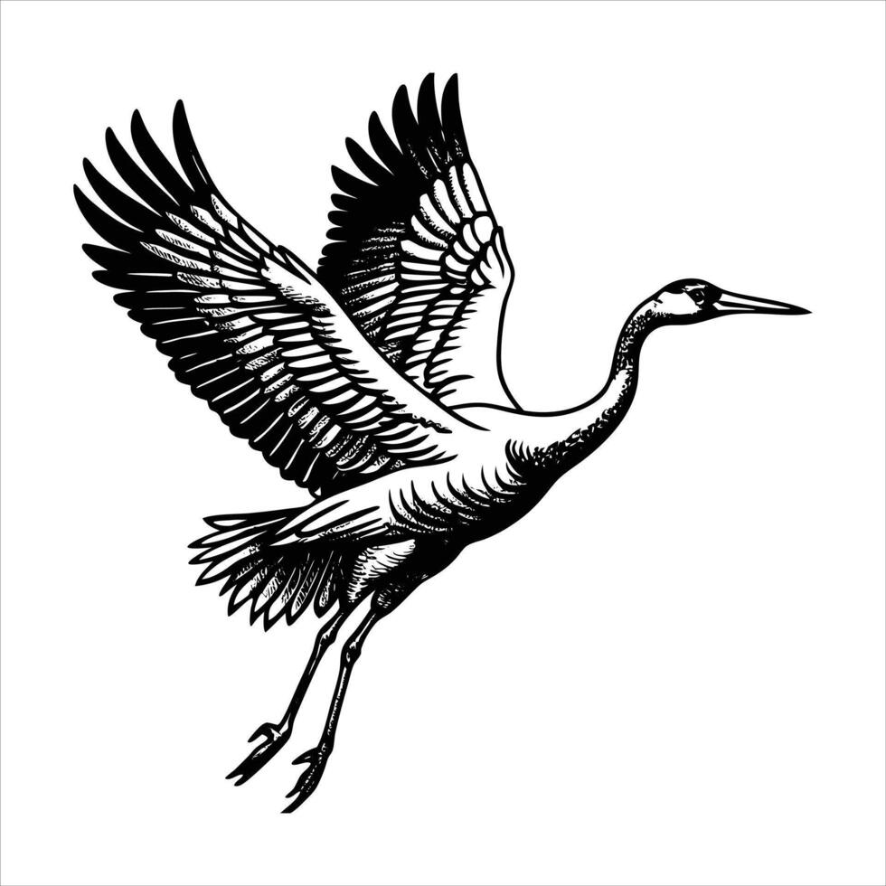 Sandhill Crane in Flight vector