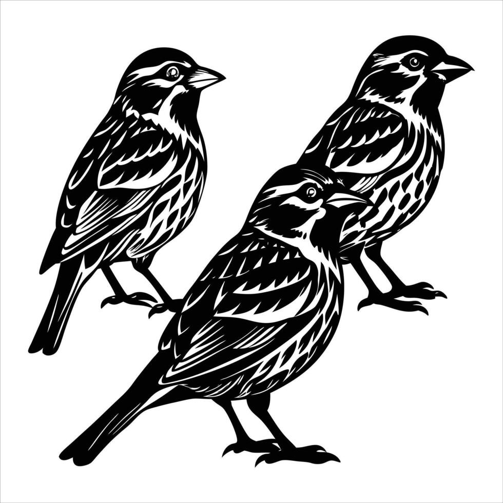 Song Sparrow svg vector
