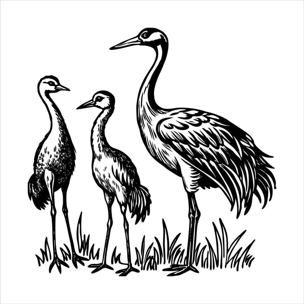 A Sandhill Crane Family Pictures vector