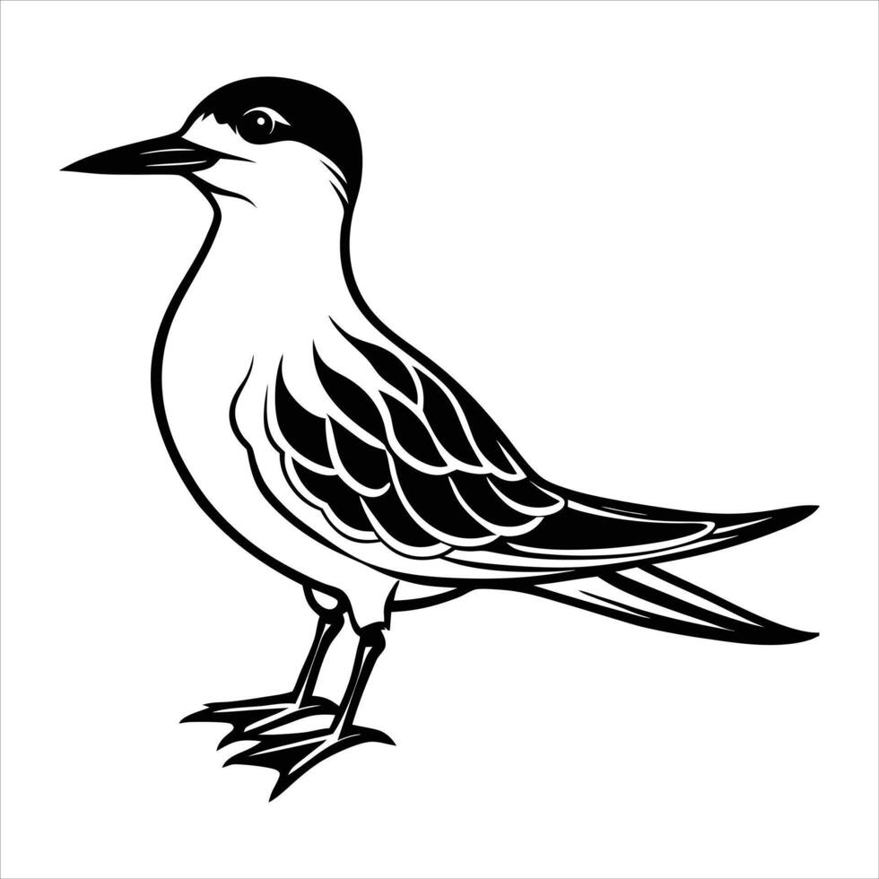 Collection of Common Tern Kawali vector
