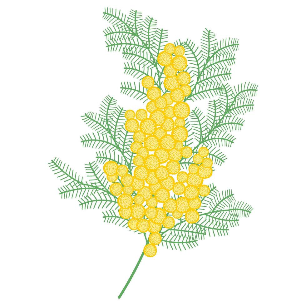 Spring mimosa branche with blooming flowers. Delicate floral composition vector