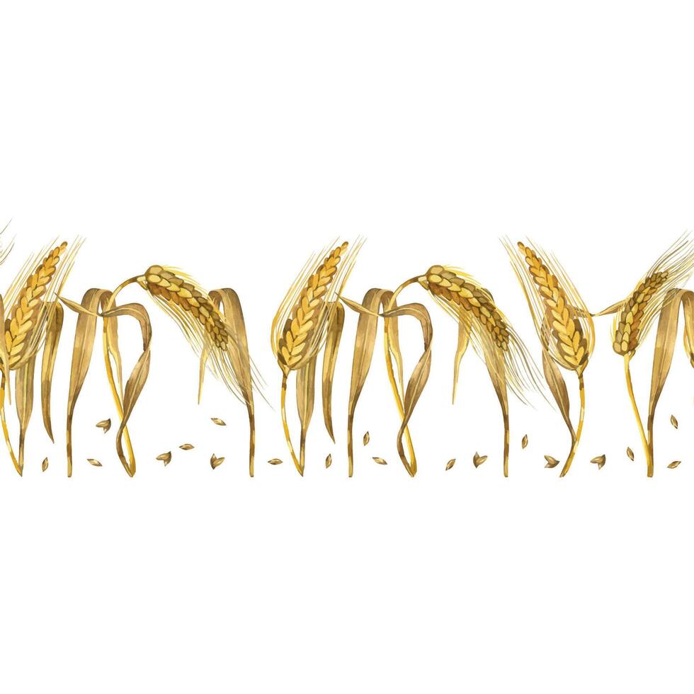 Seamless watercolor border, ears of wheat, grains of wheat, all objects are hand-drawn in watercolor and isolated on a white background. Suitable for printing on fabric, dishes, kitchen textiles vector
