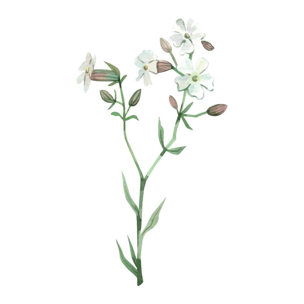 Wildflower Campion or Rose Campion white with green leaves, all objects hand painted with watercolor and isolated on white background. For printing on fabric and paper, for invitations and cards vector