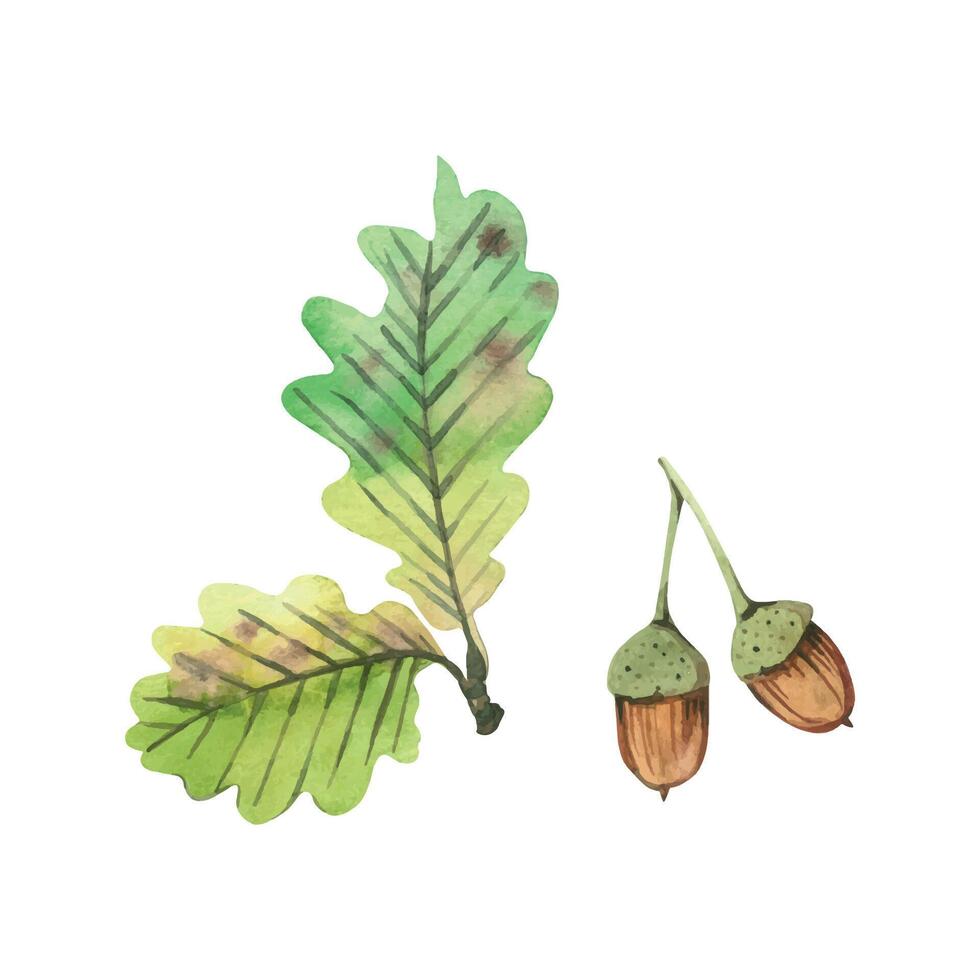 Two acorns and green oak leaves on a branch, all objects are hand-painted with watercolors on a white background. Watercolor illustration. For postcards, invitations, for book and magazine design vector