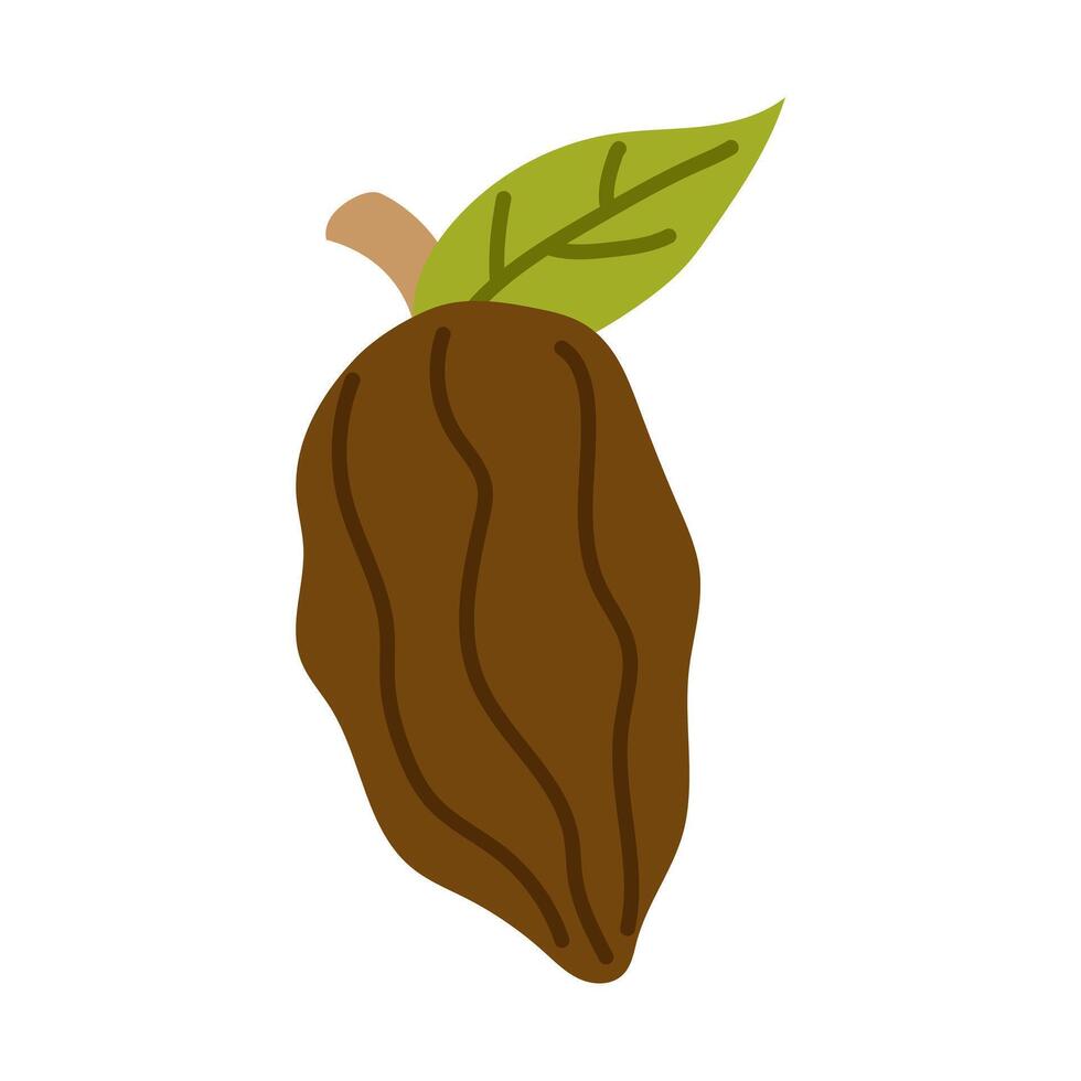 Cacao bean, raw cocoa seed for chocolate production and gourmet confectionery. illustration. vector